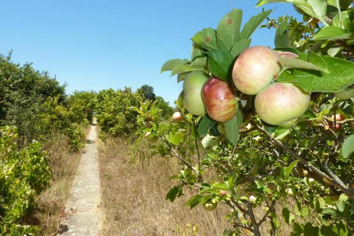 Quinta Laranjal Da Arrabida Bed and Breakfast Palmela Εξωτερικό φωτογραφία